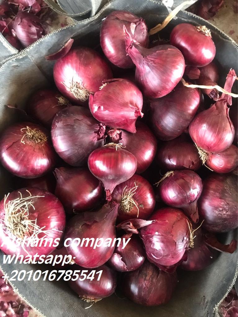 Product image - We are Alshams company for general import and export from egypt.🇪🇬
We can supply all kinds of agricultural products with high quality and best price
Now will offer ✨Red onions ✨
Packing :25kilo per mesh bag  
For more information contact With us💥
Whatsapp : 00201016785541
Email : alshams.info@yahoo.com
And visit our website :www.alshamsexporting.com
Sales manager
Mrs / donia mostafa
